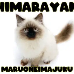 【 ヒマラヤン 】生後7ヶ月を迎えたマイペースで甘えん坊なおっとりニャンコ！