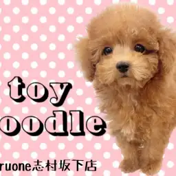 【 トイプードル 】生後74日で体重800gのタイニーサイズ！濃厚レッドの女の子！