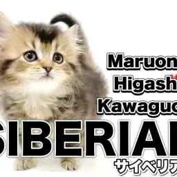 【 サイベリアン 】美しきブラウンの被毛!可愛らしいお顔のサイベちゃんの登場!