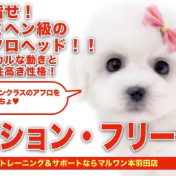 【 ビションフリーゼ 】目指せジミヘンアフロ!ホワイトエンジェルがやってきた!