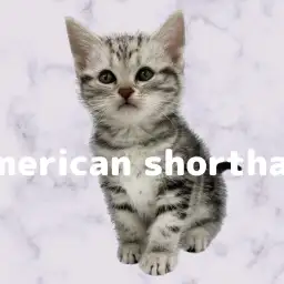 【 アメリカンショートヘアー 】シルバータビーが美しい!柄良し、性格良しの女の子