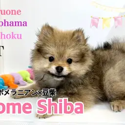 【 MIX 】小さめに成長中！ポンシーちゃんの生後3ヶ月