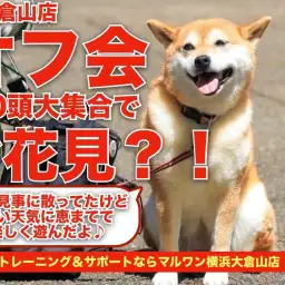【 オフ会 】ワンちゃん総勢20頭大集合!お花見?しながらたくさん遊ぼう!