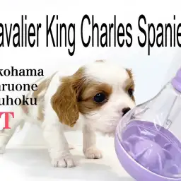 【 キャバリア 】優しい眼差しにマシュマロボディ！究極の癒し犬