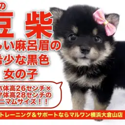 【 豆柴 】ミニマムサイズを受け継いだ待望の黒豆柴の女の子！！