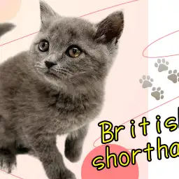 【 ブリティッシュショートヘア 】魅力満載!穏やかな性格と魅惑的な外見に注目
