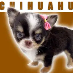 【 チワワ 】チョコタン&ブルーアイズ!マルワンプレミアムの驚異の可愛さ!