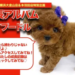 【 トイプーちゃんの成長アルバム 】目を離せないトイプードルちゃんの成長記!