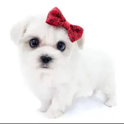 MIX（マルチーズ×トイプードル）