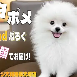 【 ポメラニアン 】毛量最高級!笑顔が可愛い白たぬきポメの2ndブログ