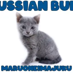 【 ロシアンブルー 】甘えん坊の緊張知らず!究極の癒し系にゃんこがやってきた!