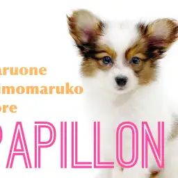 【 パピヨン 】華やかな印象のマーブル模様が特徴的!天真爛漫でフレンドリーな性格