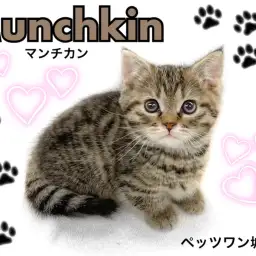 【 マンチカン 】短足猫のトップスター！美男子マンチカンちゃん