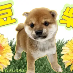 【 豆柴 】むちコロボディと丸いお顔の男の子！人気の理由は飼いやすさ