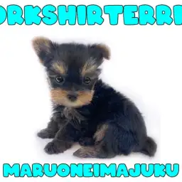 【 ヨークシャーテリア 】生後64日体重469g！手乗りサイズの極小ヨーキー登場