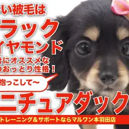 【 ミニチュアダックス】輝く被毛はブラックダイヤモンド!可愛さ満点の女の子!