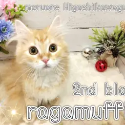 【 ラガマフィン 】生後5ヶ月を迎えイケメン度UPのラガマフィンくんにご注目!