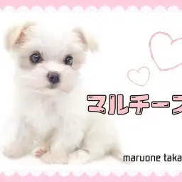 【 マルチーズ 】白い天使！太陽のように明るく元気な女の子！