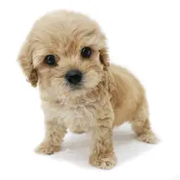 MIX（キャバリアキングチャールズスパニエル×トイプードル）