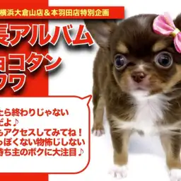 【 チョコタンチワワくんの成長アルバム 】物怖じしない性格のチワワくんの成長記!