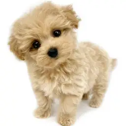 MIX（マルチーズ×トイプードル）