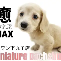 【 ミニチュアダックスフント 】優しい毛色とマッチした甘えん坊な癒し系わんこ!