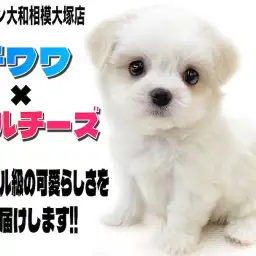 【 MIX 】大きな瞳と短いマズルが可愛い！チワワとマルチーズのMIXチワマル！
