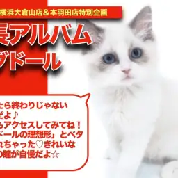 【 ラグちゃんの成長アルバム 】理想形とべた褒めされちゃうラグドールちゃんの成長記!