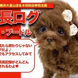 【 トイプーちゃんの成長アルバム 】あざとい可愛い仕草連発トイプーちゃんの成長記!