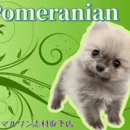 【 ポメラニアン 】タヌキじゃないよ、ポメラニアンだよ！天性の可愛さの持ち主