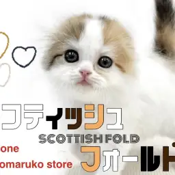 【 スコティッシュフォールド 】三毛のキャリコ猫！可愛さと癒しを詰め込んだ女の子