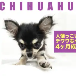 【 チワワ 】生後4ヶ月!人懐っこさ抜群の女の子!