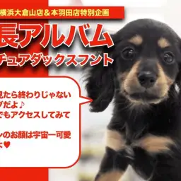 【 ミニチュアダックスのアルバム 】超少女系だっちゃんの成長記録!