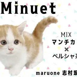 【 ミヌエット  】マンチカンとペルシャのいいところが凝縮！短足ミヌエット登場！
