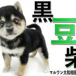 【 豆柴 】手乗りサイズの超小柄!生後2ヶ月で体重800g台の懐っこい黒豆柴!