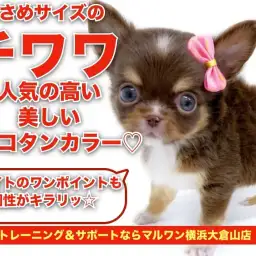 【 チワワ 】ホワイトのポイントで個性がキラリ!小さめサイズのチョコタン!