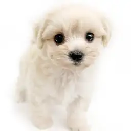 MIX（マルチーズ×トイプードル）