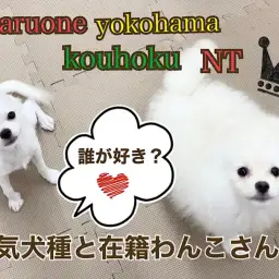 【 お役立て情報 】港北NT店人気犬種と在籍わんこさんのご紹介