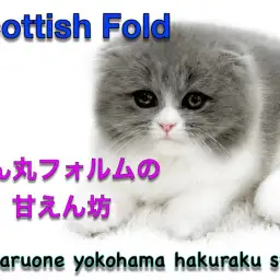 【 スコティッシュフォールド 】まん丸フォルムがたまらない!人馴れ抜群の甘えん坊