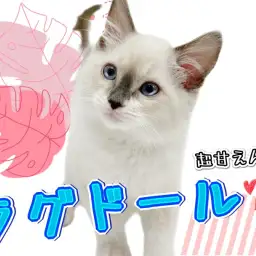 【 ラグドール 】飼いやすさNo.1!超甘えん坊の癒し系キャットとは僕のこと