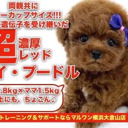 【 トイプードル 】両親ティーカップサイズ!小さめサイズの超濃厚レッドカラー!