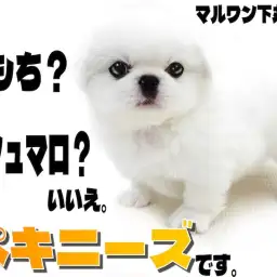 【 ペキニーズ 】おもち?マシュマロ?真っ白短足の丸さを極めたコミカルな癒し系!