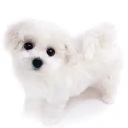 ビションフリーゼ