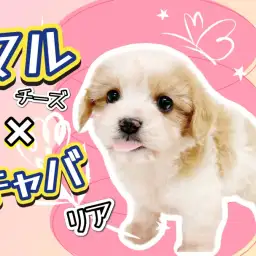 【 MIX犬 】あのキャバションに激似!?希少MIX犬マルキャバちゃんの登場!