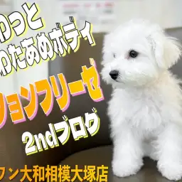 【 ビションフリーゼ 】夢見るアフロ犬!元気100%ビションフリーゼの2nd記事