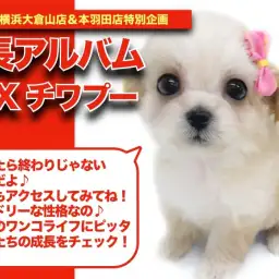 【 チワプーちゃんの成長アルバム 】どんどんフレンドリーな性格になるチワプーちゃんの成長記録!