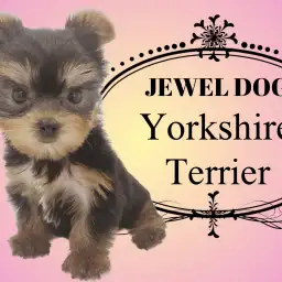 【 ヨークシャーテリア 】手のひらに乗ってしまう程小柄!小さめヨーキー登場!!