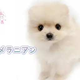 【 ポメラニアン 】ぬいぐるみのような容姿のタヌキ顔ポメちゃんが登場！