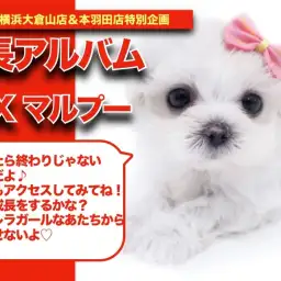 【 マルプーちゃんの成長アルバム 】大きな瞳がチャームポイントなマルプーちゃんの成長記!
