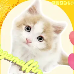 【 ラガマフィン 】おだやかフレンドリーなもふもふぬいぐるみの愛されキャット